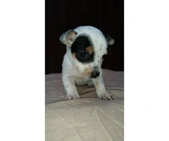 7 week old Short Legged Jack Russell mixed puppies - 6