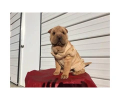 AKC registered Shar pei female puppy for $800