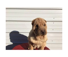 AKC registered Shar pei female puppy for $800 - 2