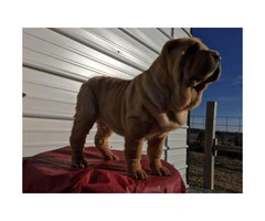 AKC registered Shar pei female puppy for $800 - 4