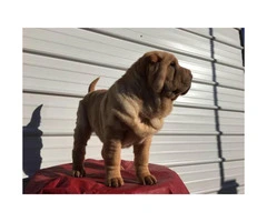 AKC registered Shar pei female puppy for $800 - 5