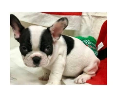 Female and male French Bulldog Puppies - 2.1k pet only