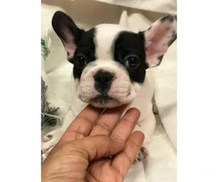 Female and male French Bulldog Puppies - 2.1k pet only - 2