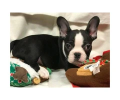 Female and male French Bulldog Puppies - 2.1k pet only - 3