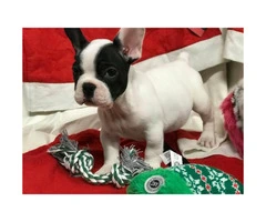 Female and male French Bulldog Puppies - 2.1k pet only - 4