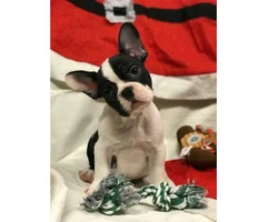 Female and male French Bulldog Puppies - 2.1k pet only - 5