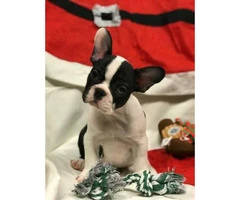 Female and male French Bulldog Puppies - 2.1k pet only - 6