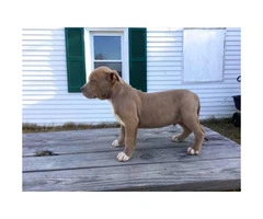 Bullies puppies only 3 Males left