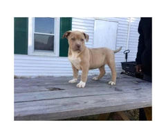 Bullies puppies only 3 Males left - 2
