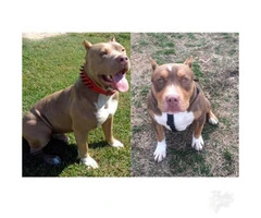 Bullies puppies only 3 Males left - 4