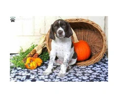Sweet natured German Shorthaired puppy $750
