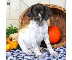 Sweet natured German Shorthaired puppy $750 - 2