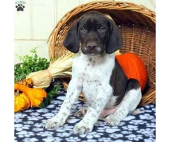 Sweet natured German Shorthaired puppy $750 - 3