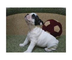 11 weeks old French bulldog male $2300 - 1