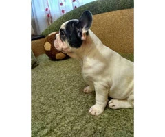 11 weeks old French bulldog male $2300 - 2