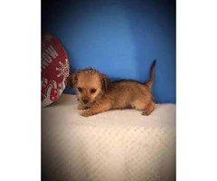 One tiny male Shih Tzu / Chihuahua Shihchi puppy - 3