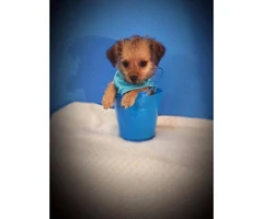 One tiny male Shih Tzu / Chihuahua Shihchi puppy - 4
