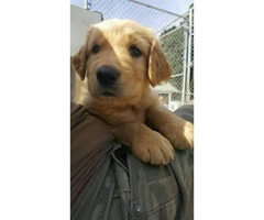 Purebred male golden retriever puppies available $800