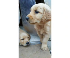 Purebred male golden retriever puppies available $800 - 2