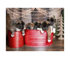 Akita Puppies will be redy on at December 18th 2017 - 6