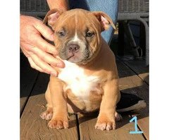 Clean bloodlines Bully pups $2000