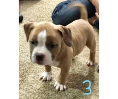 Clean bloodlines Bully pups $2000 - 2
