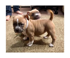 Clean bloodlines Bully pups $2000 - 3