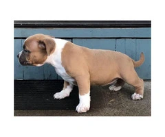 Clean bloodlines Bully pups $2000 - 4