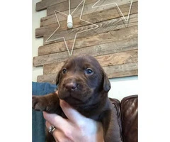Akc American chocolate lab with 8 puppies - 2