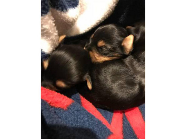 We've purebred yorkie puppies $800 Bakersfield - Puppies for Sale Near Me