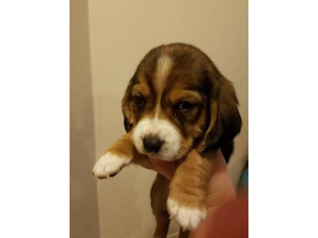 basset mix puppies for sale