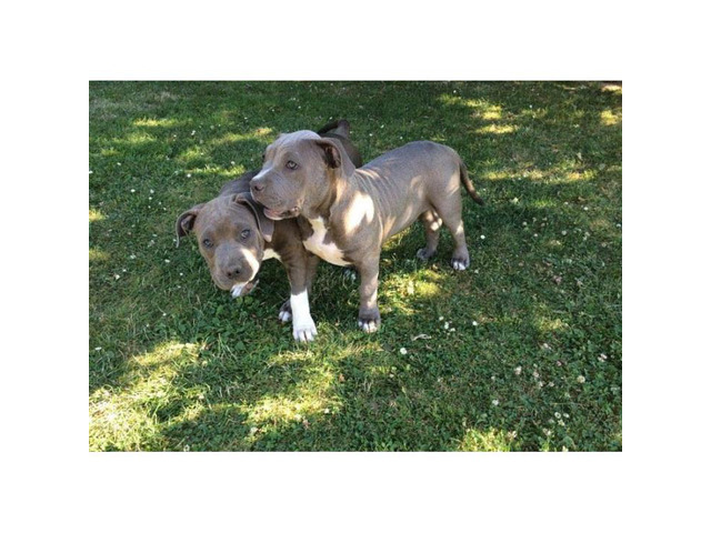 American Pitbull Terrier Puppies For Sale Near Me
