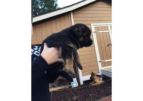 8 beautiful puppies $1000