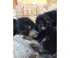 8 beautiful puppies $1000 - 2
