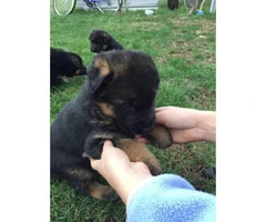 8 beautiful puppies $1000 - 4