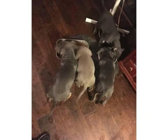 American Bully pups are 11 weeks old - 3