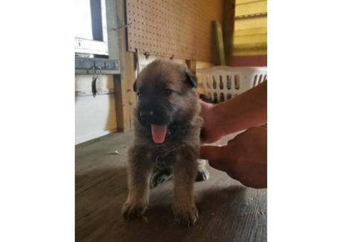 Belgian Malinois puppies for Christmas
