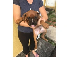 Akc boxer puppies $1100 male and females available - 1