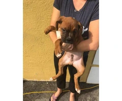 Akc boxer puppies $1100 male and females available - 2