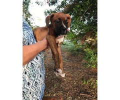 Akc boxer puppies $1100 male and females available - 3