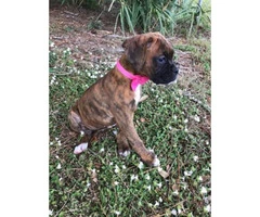 Akc boxer puppies $1100 male and females available - 4