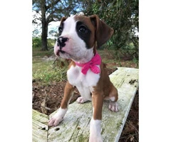 Akc boxer puppies $1100 male and females available - 5