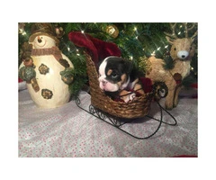 8 week old AKC English bulldog puppies $2500 - 1