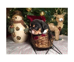 8 week old AKC English bulldog puppies $2500 - 3
