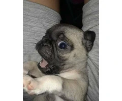 Beautiful amazing mini pugs puppies, 3 males availables