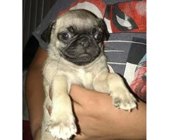 Beautiful amazing mini pugs puppies, 3 males availables - 2