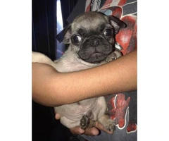 Beautiful amazing mini pugs puppies, 3 males availables - 3