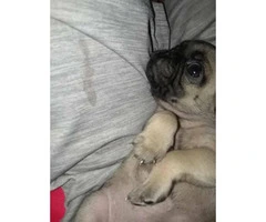 Beautiful amazing mini pugs puppies, 3 males availables - 4