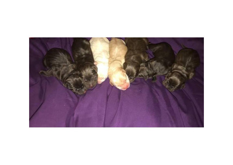 AKC Labrador puppies  Chocolate & Yellow $1300