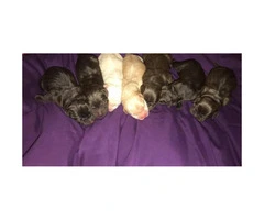 AKC Labrador puppies  Chocolate & Yellow $1300 - 1